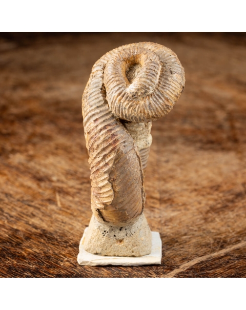 Ammonite Nostoceras Malagasyense