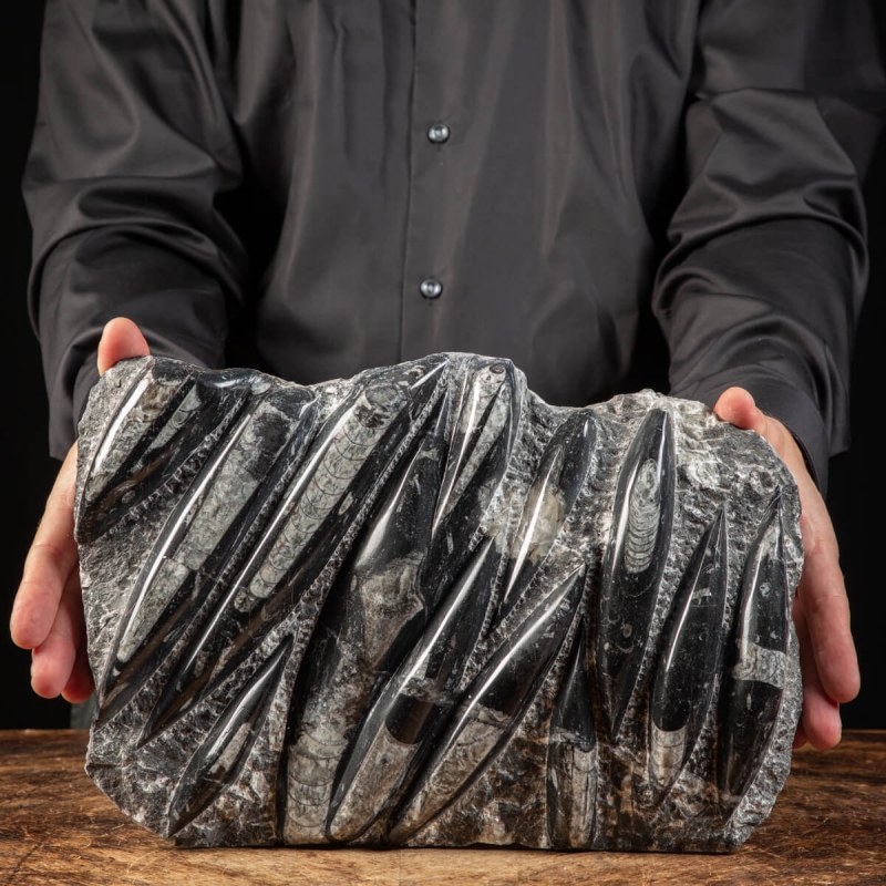 Slab with Orthoceras Fossils