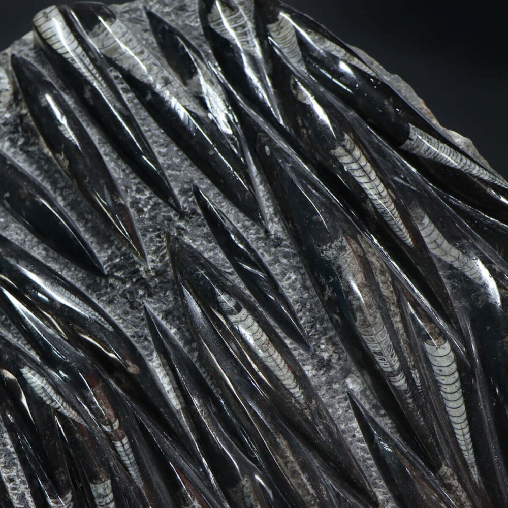 Ciondolo fossile Orthoceras, pendente avvolto in filo di rame, gioielli