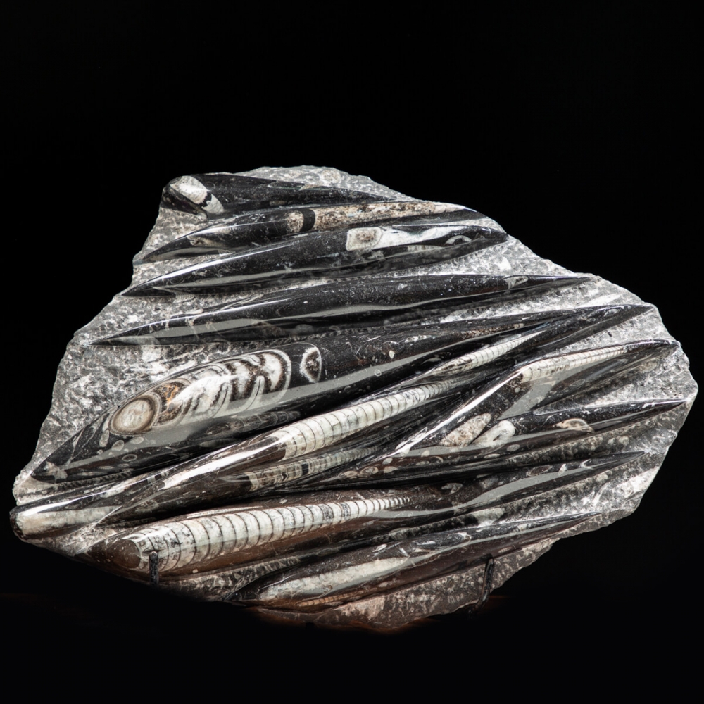 Ciondolo fossile di Orthoceras avvolto in filo - Gioielli