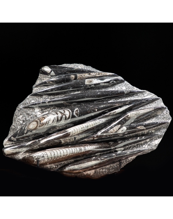 Slab with Orthoceras Fossils
