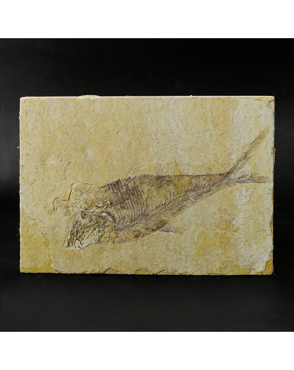 Green River Fossil Fish
