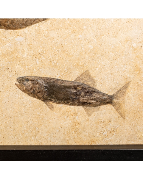 Fossil Aspidorhynchus and Rhacolepis Buccalis on base