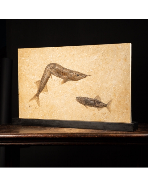 Fossil Aspidorhynchus and Rhacolepis Buccalis on base