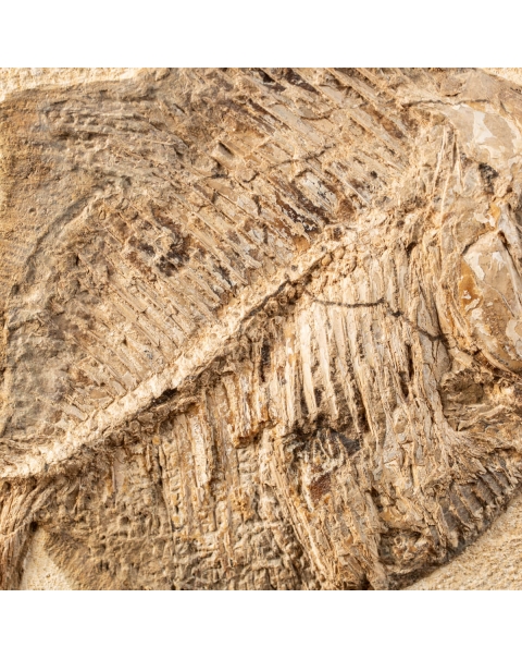 Fossil Proscinetes on base