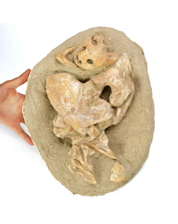 Lytoloma Fossil Turtle