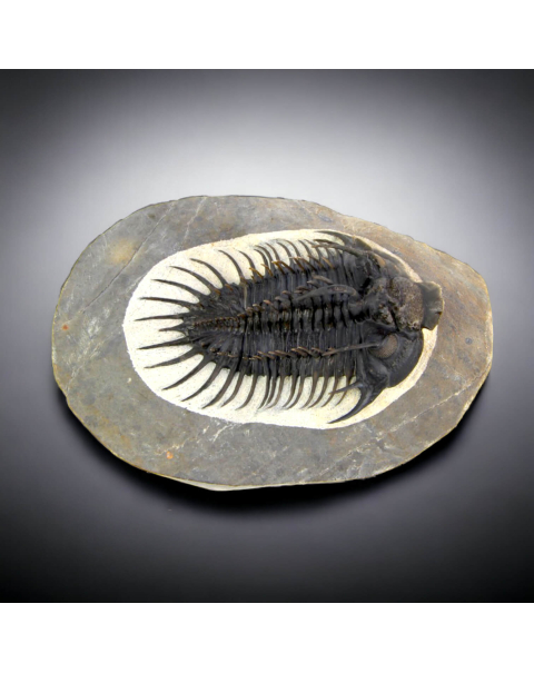 Raro Spiny Trilobite - Comura Bultyncki