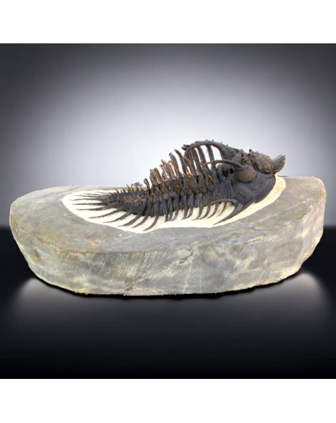 Raro Spiny Trilobite - Comura Bultyncki