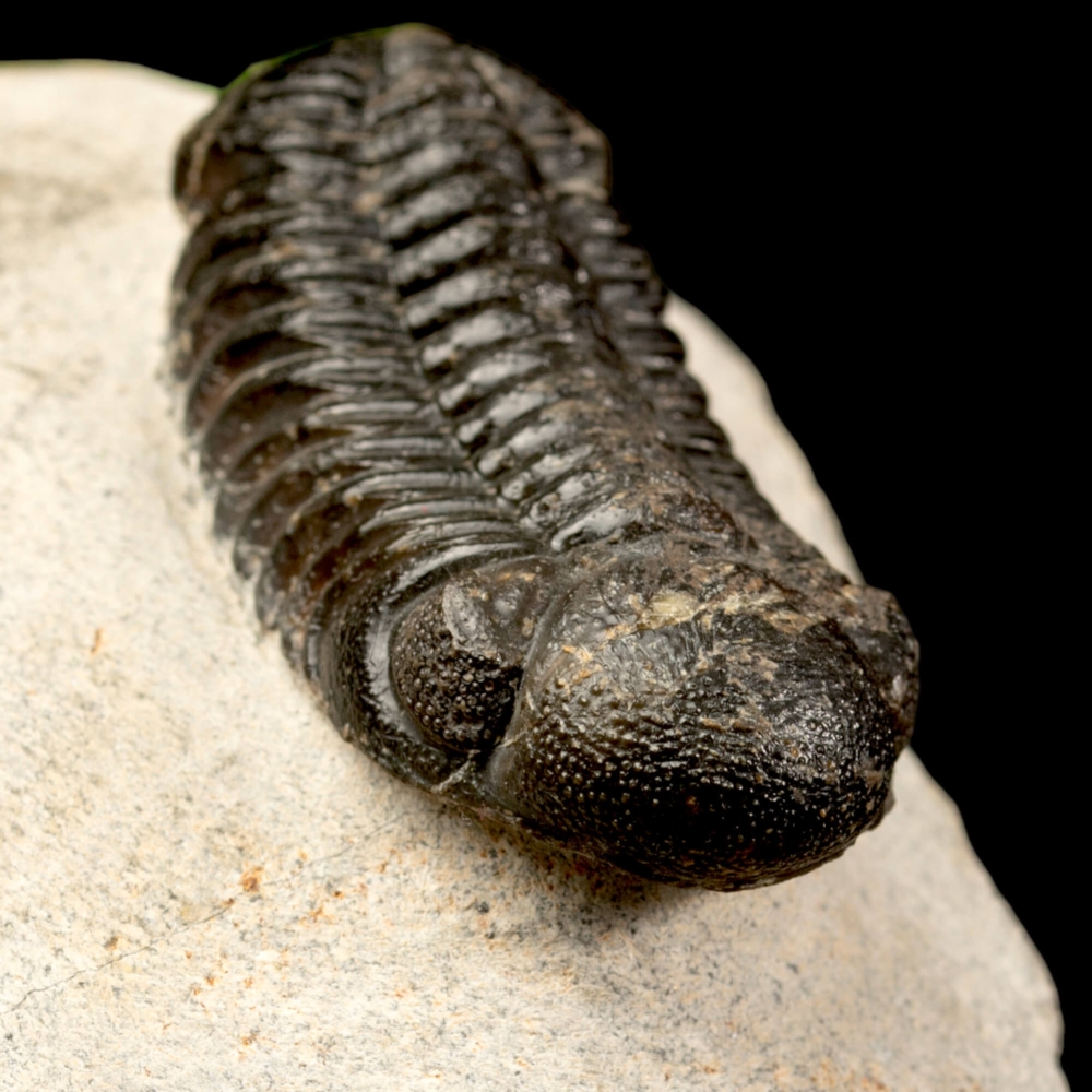 Trilobite Fossile Phacops Rana – Devoniano, Marocco