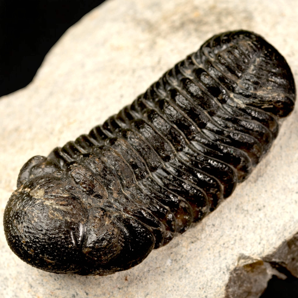 Trilobite Fossile Phacops Rana – Devoniano, Marocco