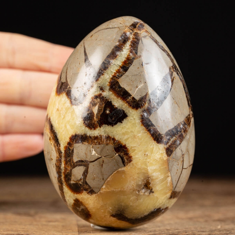 Septarium Egg