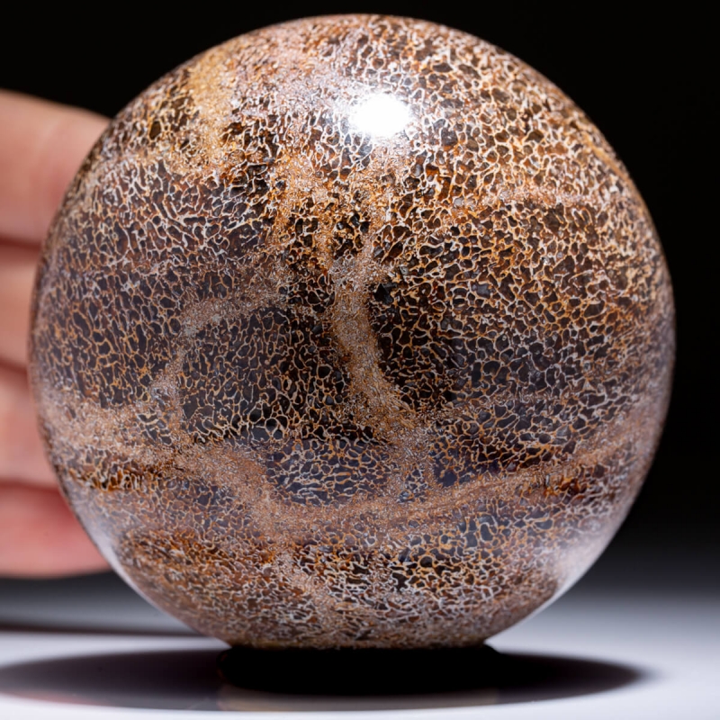 Sphere Made From Atlasaurus Bone