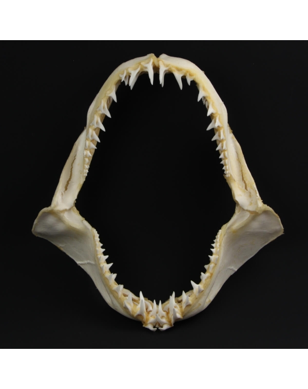 Mako Shark's Mouth