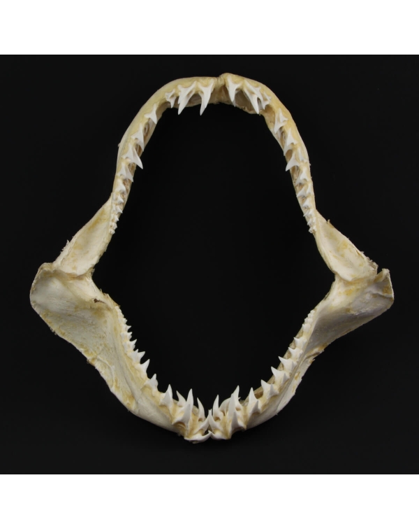 Mako Shark's Mouth