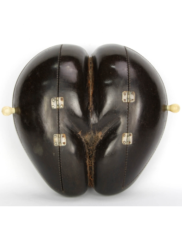 Coco de Mer 