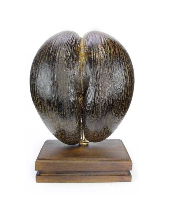 Coco de Mer 