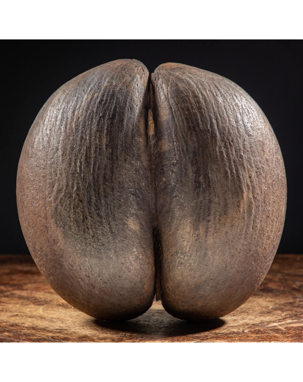 Coco de Mer 