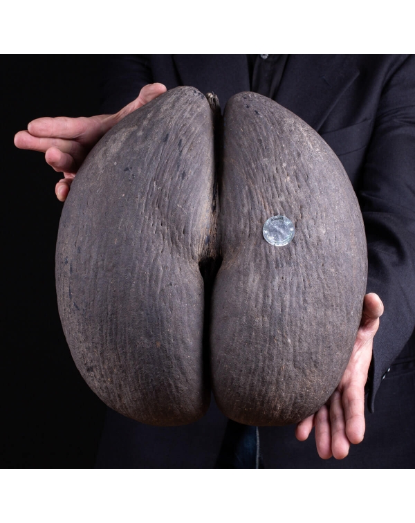 Coco de Mer - Cabinet de Curiosite