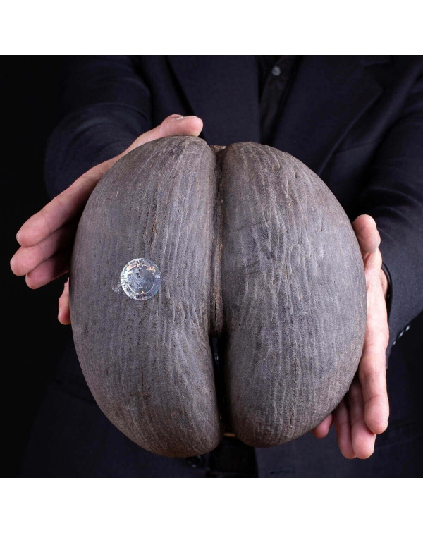 Coco de Mer - "the fruit of the Paradise"...