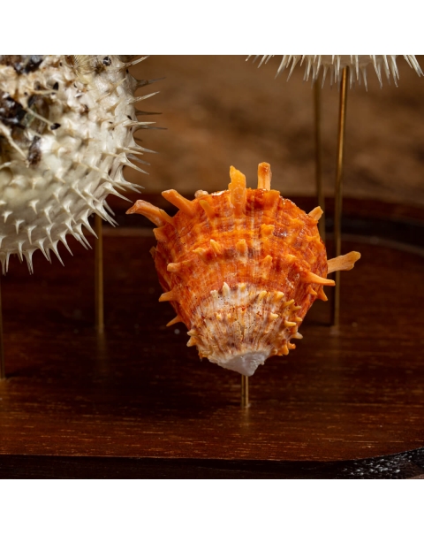 Marine Fauna under the Glass Dome