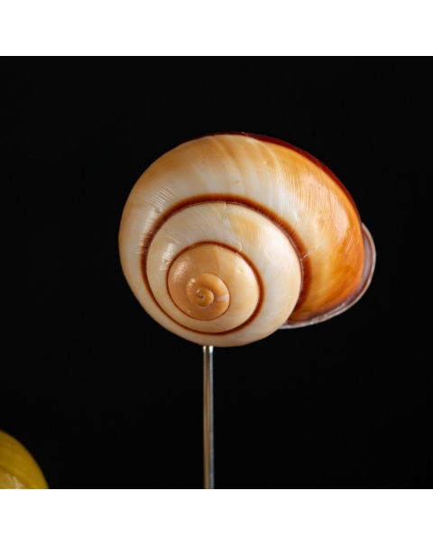 Terrestrial shells under a glass bell