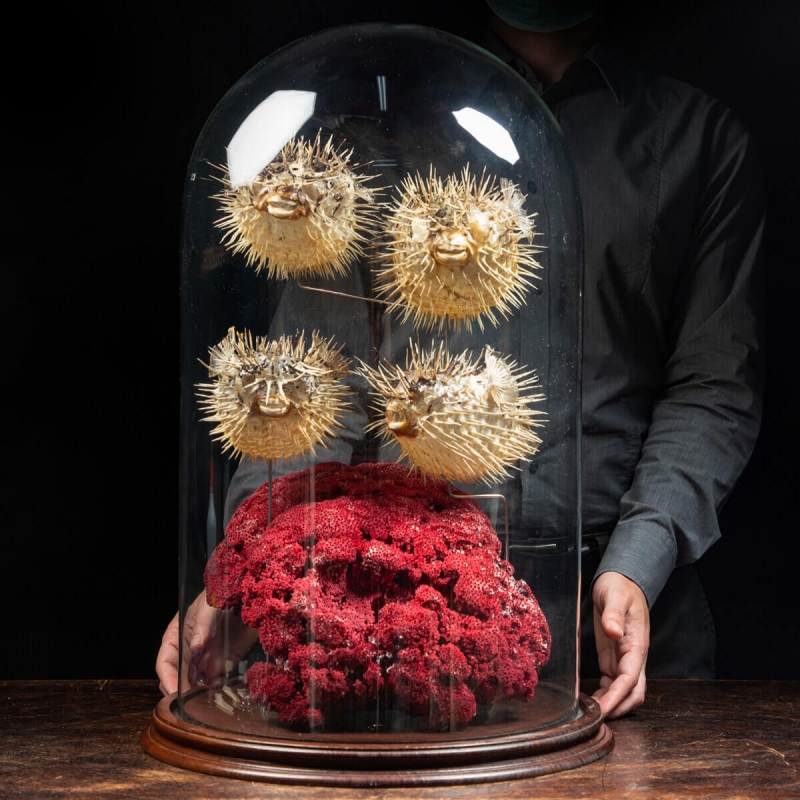 Coral and Puffer Fish under a Glass Bell