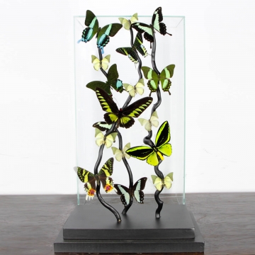 Exotic Butterflies under Glass Showcase