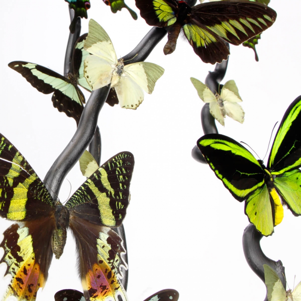 Farfalla tigre comune (Danaus genutia), vera farfalla montata sotto vetro, da appendere alla parete, decorazione per la casa, con cornice, 5 x 5 pollici, in confezione regalo. - Italia
