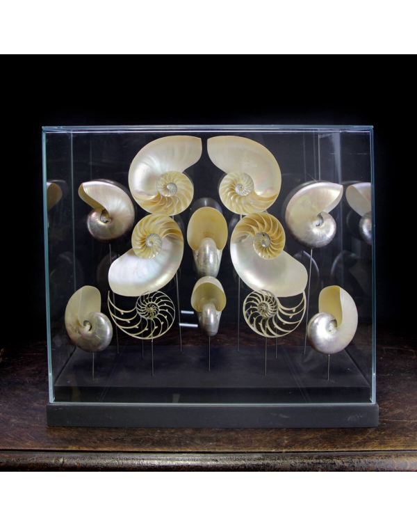 Nautilus under glass case