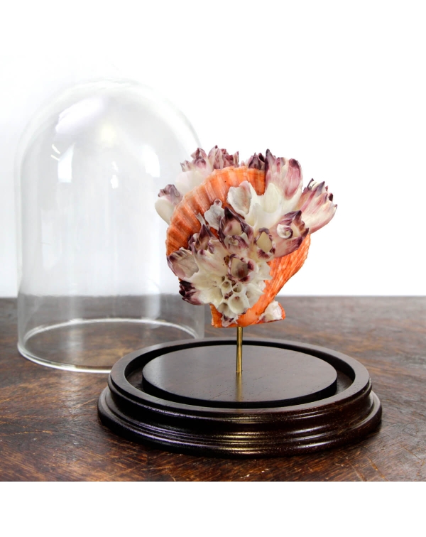 Pecten & Barnacles under glass dome