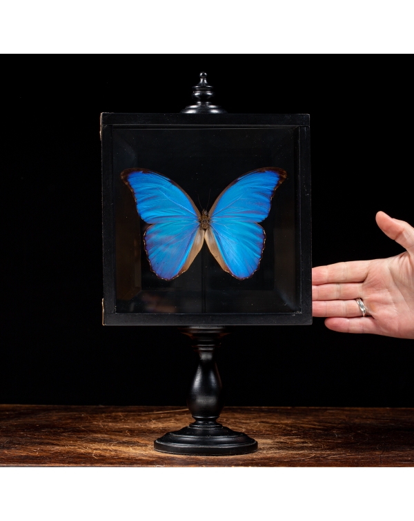 Blue Morph Butterfly under Glass Showcase