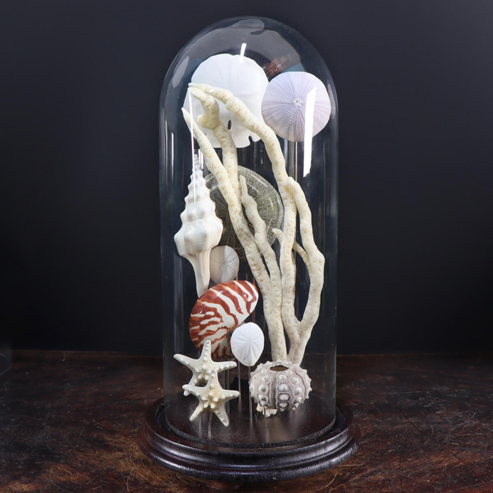 Coquillages et étoiles de mer sous cloche