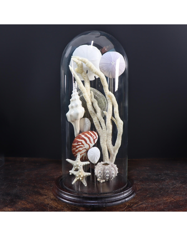 Shells and Starfish under Glass Dome
