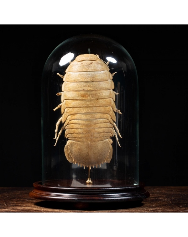 Isopod under Glass Dome
