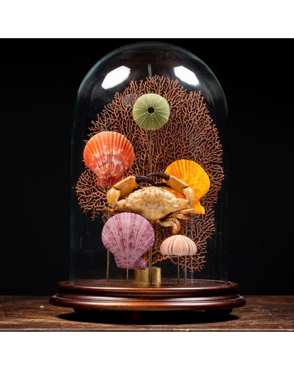 Marine Fauna Under A Glass Bell