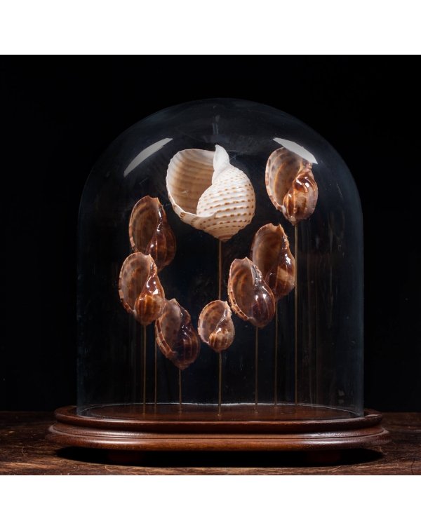 Sea Shells Under A Glass Bell