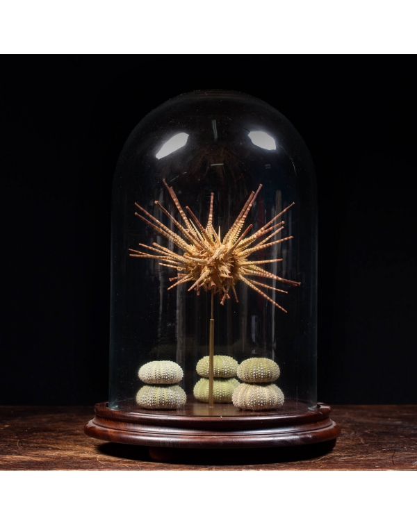 Sea Urchin under the Glass Dome