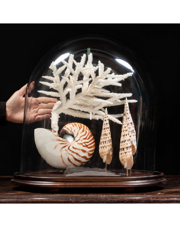 Nautilus with Coral under a Glass Bell