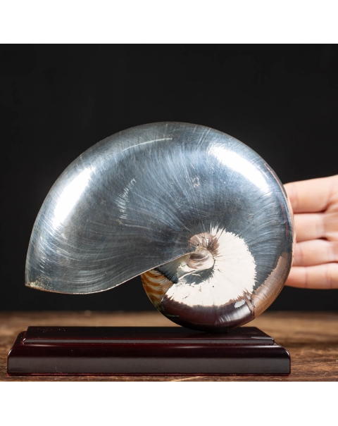 Silver Nautilus Pompilius