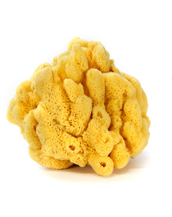 Natural Sponge - Spongia Officinalis