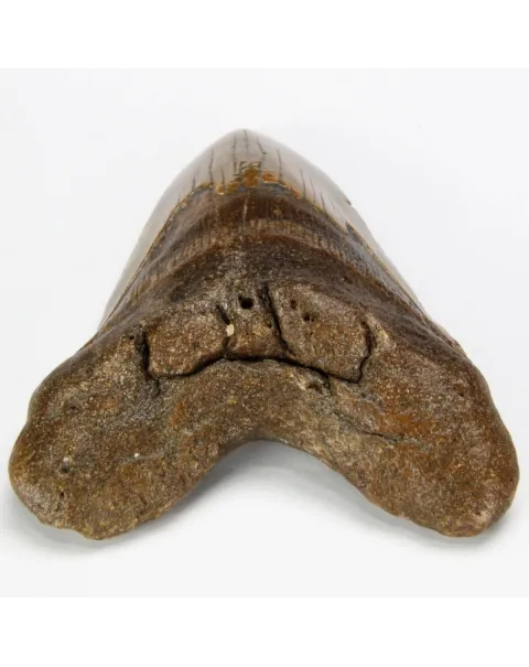Dente di Megalodonte