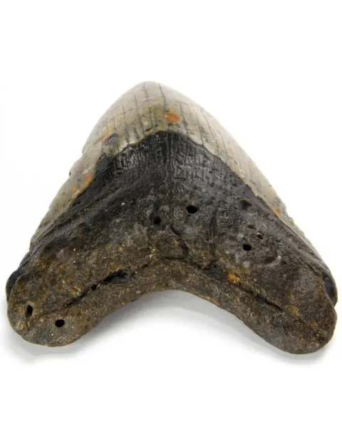 Dente di Megalodonte