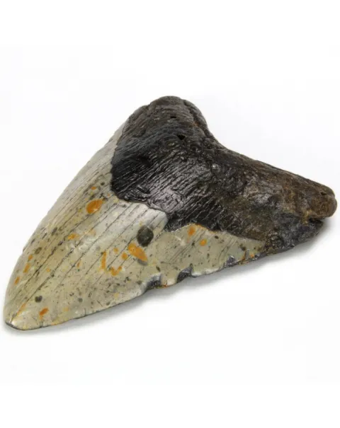 Dente di Megalodonte