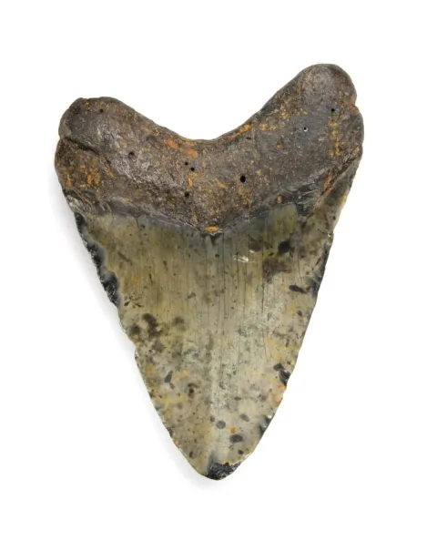 Dente di Megalodonte
