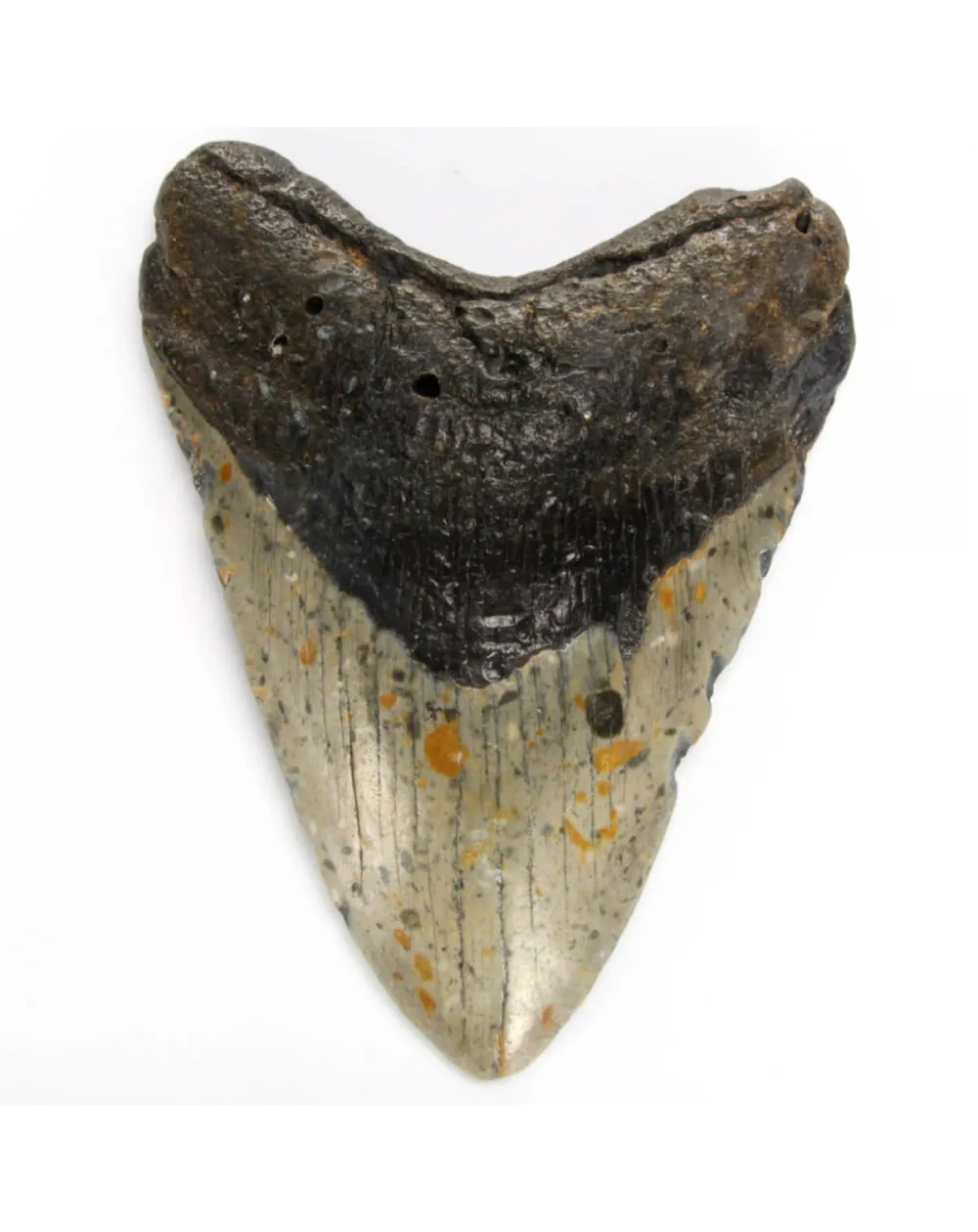 Dente di Megalodonte
