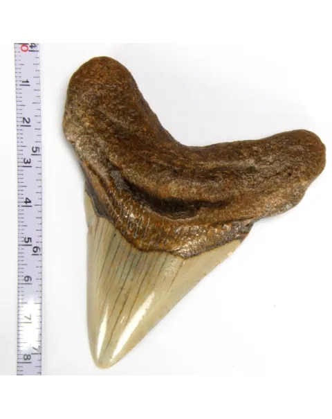Dente di Megalodonte