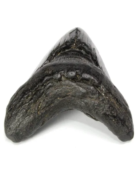 Dente di Megalodonte