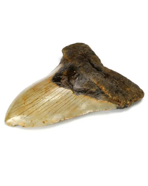 Dente di Megalodonte