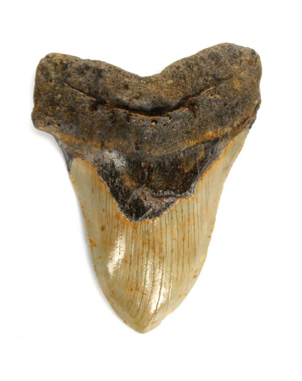 Dente di Megalodonte