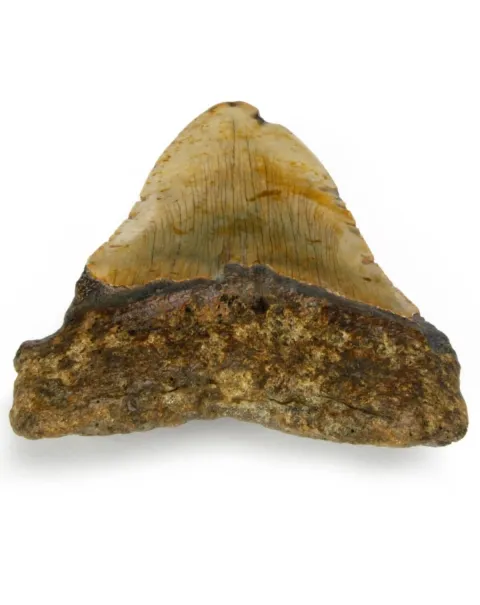 Dente di Megalodonte